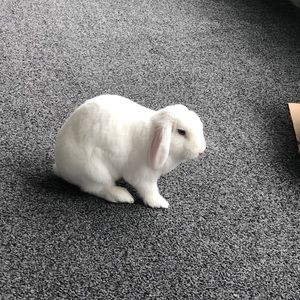 Meet your Posher, Isabella